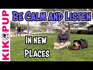 Be calm and listen in new places - training dogs and puppies