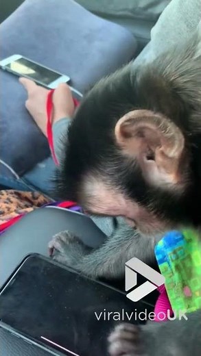 Monkey getting to grips with smart phone || Viral Video UK