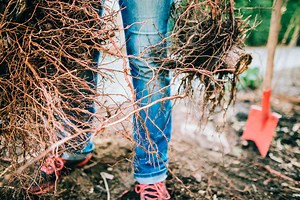 4 Common Signs Of Root Rot To Look Out For In Outdoor Plants