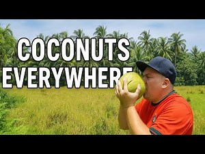 Down the Road from my home ! ,Let's harvest some coconuts for water 💧 off griding