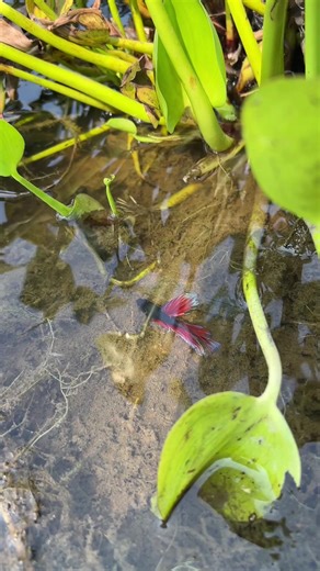 How To Catching Beautiful Betta Fish In Natural Lake