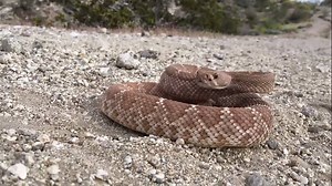 12K views · 96 reactions | Herping in Coachella Valley (searching for reptiles or amphibians) | Coachella Valley | Facebook