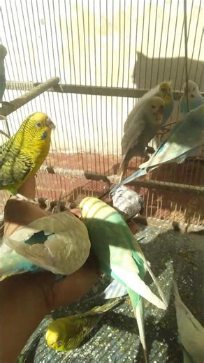 🐤 Budgie Feeding Time