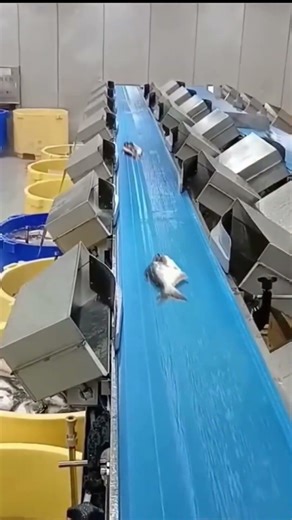 Insanely Fast Fish Sorting Machine