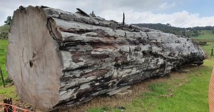 Ancient tree tells chaotic tale of Earth’s magnetic field reversal