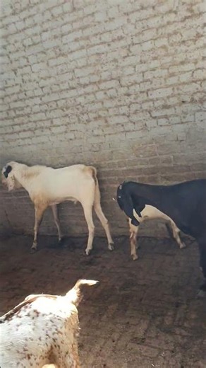 Beautiful Goat Farm Visit 🐐 | Healthy & Premium Goats for Sale | Livestock Farm Tour