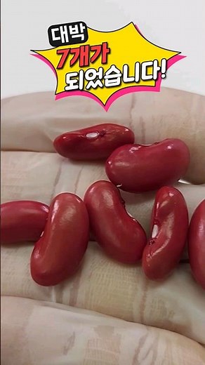 강낭콩 키우기 (강낭콩의 한살이 관찰, 쌍떡잎식물)