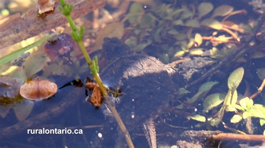 49 reactions | We had the privilege of helping this Baby Snapping Turtle this past weekend. Here is it's first moments in water. Brave little souls. | Rural Ontario | Facebook