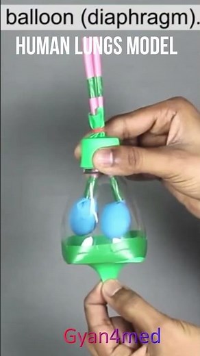 How Does Lungs Work?