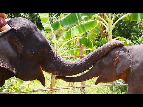 Emotional Brain | Mysteries of the Brain