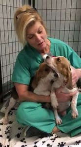 Update on Sophia and Blanch: These sweet girls are now up for adoption, Beagle mix-adoption fee $100, 601-605-4729, Madison Mississippi | Webster Animal Shelter