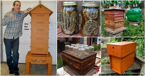 10 DIY Beehives You Can Add To Your Backyard Today