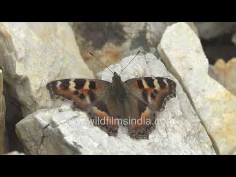 Forest moment small tortoiseshell butterfly sunbathing