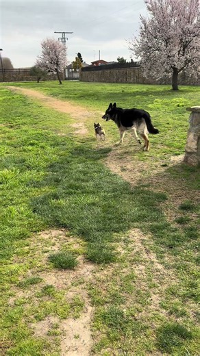 Ya va a llegar la primavera, los almendros del parque ya han florecido..