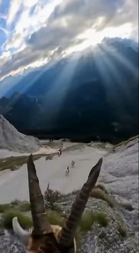 First-person view of wild mountain goats climbing down rocky slopes