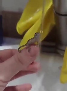 1.3K views · 28 reactions | 年 Chameleons come in a variety of sizes. The smallest chameleon, Brookesia micra, is about the size of a matchstick head, while the largest, the Parson’s chameleon, can be as big as a small cat. | We, the humane | Facebook