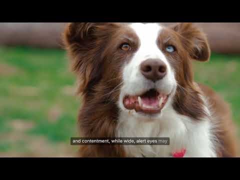 Understanding Your Dog’s Body Language 🐕👀