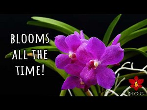 Have Orchids in Bloom in every season! + Why I've been away 🦜
