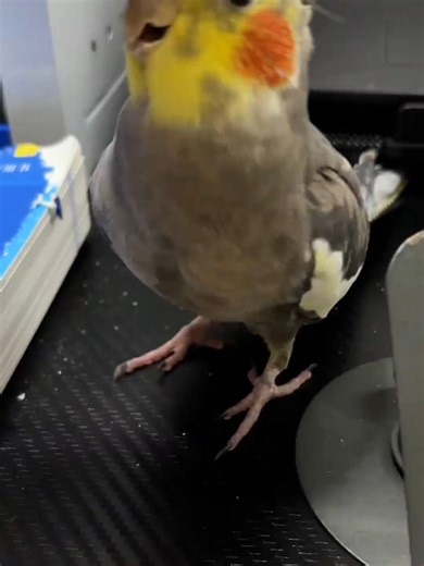 Peekaboo Tutorial (PEP Edition) | #Parrot #CutePetDaily #PetStarDebut #ExplosivelyCute #GoingViral #Parrot #CutePets #Pets #Bird #Cockatiel #ParrotLife