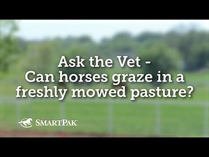 Ask the Vet - Can horses graze in a freshly mowed pasture?