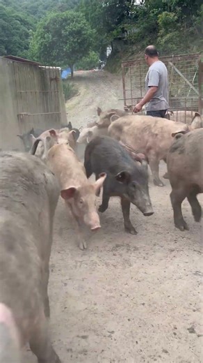 Amazing Open Gate Pig Farming #enjoyrurallife #naturerurallife #rurallife #mycountrylife #pigfarm