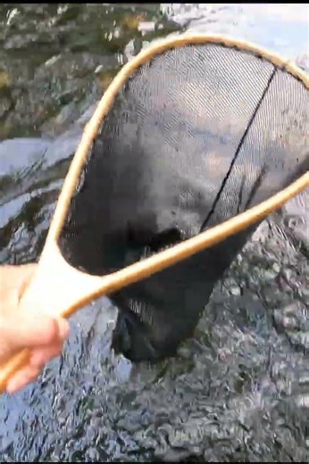 Trucha plateada 🌈. Pesca con mosca en ríos del sur de Chile #fishing #trucha #trout #pesca #pesca