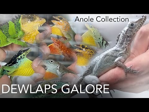 Anole Dewlaps: My Favorite Doesn't Have One!