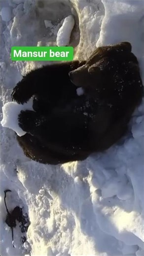 Mansur vs. snowball fight