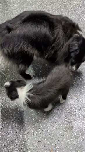 Australian Shepherd Meets Border Collie Puppy for First Time