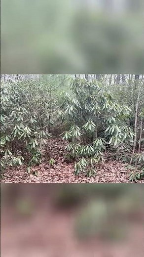 Testing OD Green & Woodland Camo: Combat Camouflage #military #history #camo #survival #outdoors