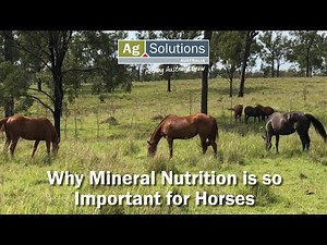 Why Mineral Nutrition is so Important for Horses