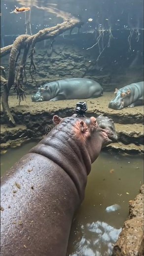 🦛 Hippo POV: Exploring the Hidden River World!