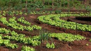 Família aposta no cultivo agroecológico totalmente orgânico