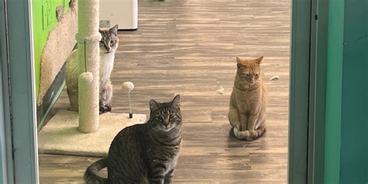 Fact Finders: Are cats allowed in a restaurant kitchen?