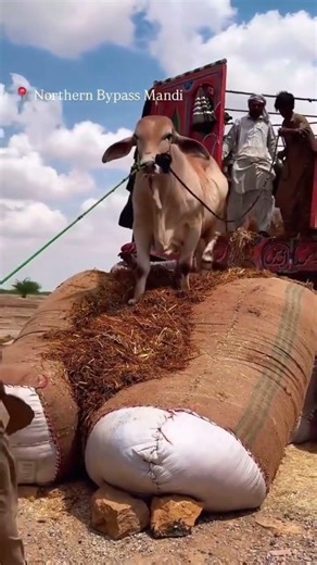 Eid ul Adha Animal 2026 | Cow Tiktok | Cow Lover | Qurbani Eid Janwar | whatsapp status | #Shorts