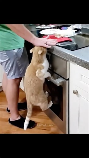 Surprised Cats 😲🐱 | Funny Cat Moments