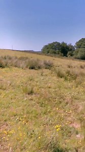 My first time logging with baby Clover! (her second time logging ever!) and spud was there to make sure that everything was being done correctly 😅 | Hitch In Farm Working Horses
