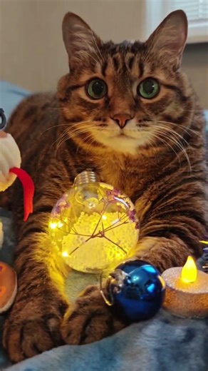 С удовольствием 🤔😉🙀🤣 #cat #кот #юмор #приколы #котушка