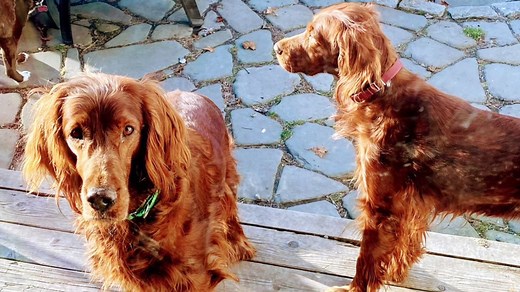 Irish setters rescued from New Sharon home now ready for adoption