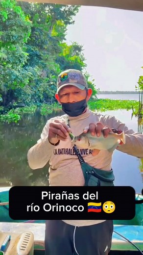 Pirañas del río Orinoco: Conoce su agresividad