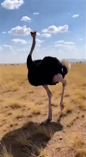 “Ostrich vs Two Leopards — Speed Saves a Life”