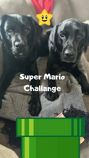 Me and Miramis as Mario and Luigi ❤️💚😆 How did we do?? 😍 @miramis_theblacklab #dogs #dogsofinstagram #labs #labsofinstagram #supermario #challange #funny #cute #blacklab #dogmom | Elvisbatzthelab