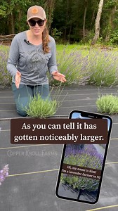 Part 2: Trimming Lavender If you planted lavender earlier this spring don’t forget to trim your buds again! Trimming the lavender buds off every week will help promote new growth and cause it to get fuller quicker. I know it’s so hard not let it bloom now, but your sacrifice will be greatly rewarded next year! Be sure to also weed around your plant to provide better air flow and eliminate any competition. You can do it! #copperknollfarms #lavenderfarm #njlavender #newjerseylavender #njagricultur