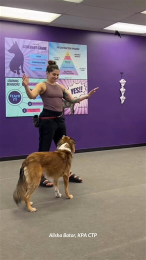 Want a career that offers freedom, flexibility, and fulfillment? In less than a year, you can become a Certified Professional Dog Trainer through Karen Pryor Academy’s Dog Trainer Professional (DTP) program. ✔ Trusted certification used by professional trainers worldwide ✔ Flexible study: 100% online or in-person ✔ Skills to launch your own business or excel within established organizations Start your journey today and turn your passion into a profession. Apply today! | Karen Pryor Academy