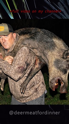 Boar Hunting at Night with My Dogs!