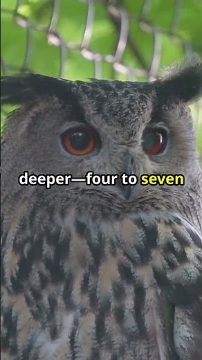 What Does It Mean When You Hear An Owl Hoot at Night? #shorts #owl #owls