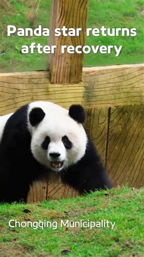 Prepare to have your heart melted: after more than 100 days of rest and recovery from fur loss, one of #Chongqing Zoo's #panda twin celebrities, Yu Ai, finally appeared before the public again on Sunday. #TrendinginChina | Xi's Moments