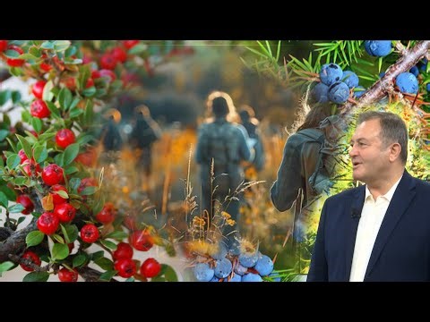 ‘Floriri vegjetal i tokës shqiptare’, të huajt mrekullohen nga dëllinja shqiptare