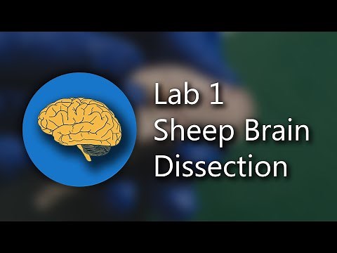 Lab 1: Sheep Brain Dissection and Anatomy (4K; ULTRA HD REUPLOAD)