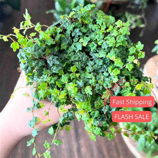 String of Frogs Live Plant | Ficus Pumila Quercifolia Starter Plants | Rare Indoor Houseplants | Tropical House Plants Gift for Beginner - Etsy